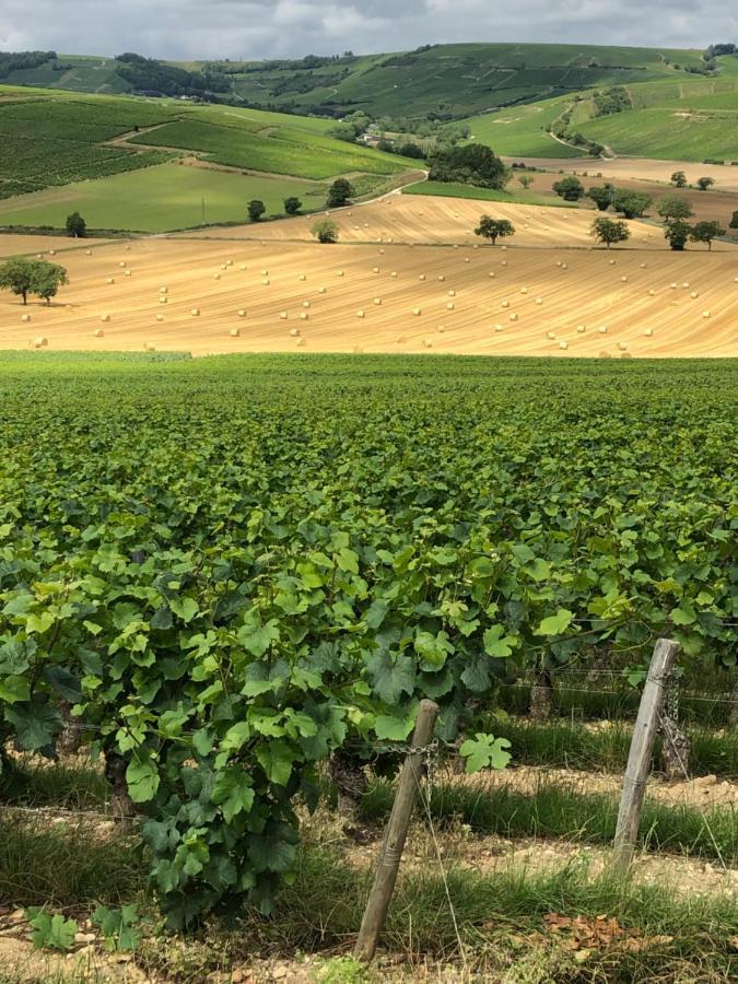 Sancerre Sunflower - Tournesol De Sancerre Εξωτερικό φωτογραφία